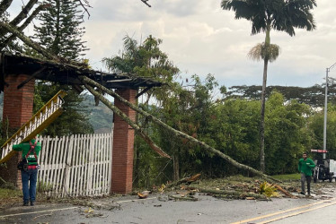 Los fuertes vientos este viernes en la tarde provocaron caída de árboles. 