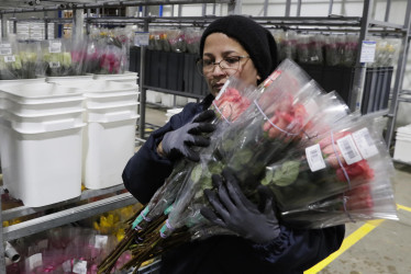 Una mujer empacando rosas en el cultivo de Flores de los Andes en Bogotá (Colombia).