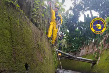 La emergencia de rescate animal se dio en la quebrada Cameguadua de Chinchiná (Caldas).