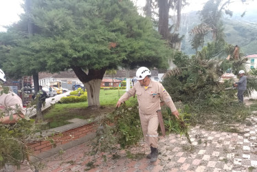 Los bomberos retiraron el árbol desplomado en el parque de Pácora.