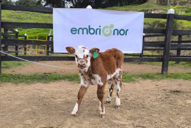 Se trata de una raza bovina de doble propósito: producir leche y carne. Dos jóvenes lideran una empresa en Caldas que hace mejoras genéticas al ganado. Mezclan la biotecnología y la tradición. Esta es su historia.