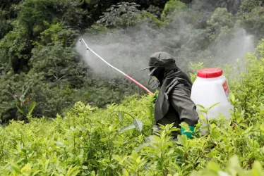  Un miembro de la Policía de Colombia mientras fumiga un cultivo de coca. 