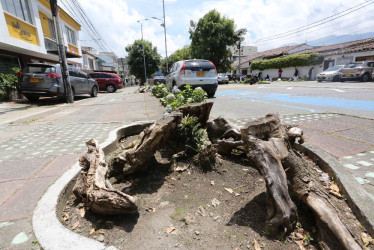 Foto | Luis Fernando Trejos | LA PATRIA   La Secretaría de Medioambiente de Manizales afirma que en Milán hay árboles que fueron talados por la Administración pasada. 
