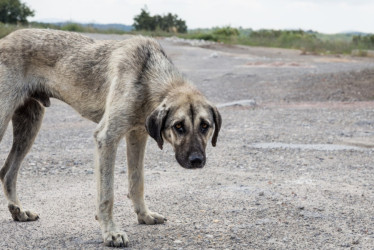 Ilustración sobre el maltrato animal.
