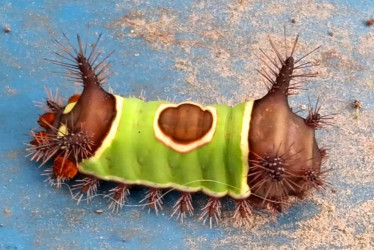 Oruga ensillada vista en Pensilvania (Caldas).