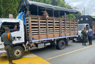 Según la Policía, las personas que transportaban los semovientes no cumplían con los requisitos.