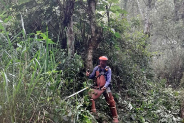 En Salamina están adecuando los caminos de herradura. 