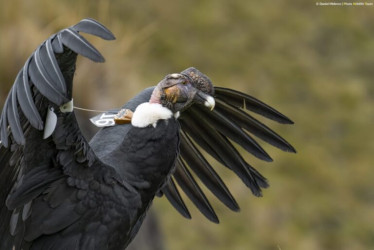 Valentino, el cóndor liberado en Ecuador.