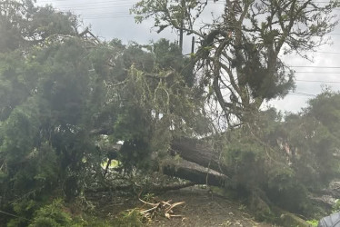 Árbol caído en el occidente de Caldas tras fuertes lluvias este jueves (3 de abril).