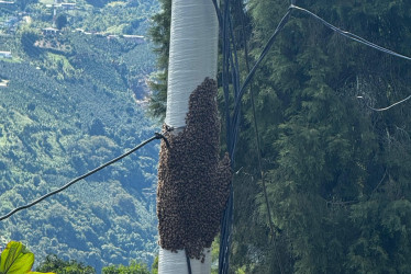 Enjambre de abejas en poste de zona rural de Manizales.