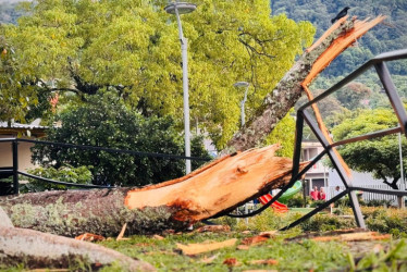 Este es el brazo que se cayó de la ceiba de Victoria. 