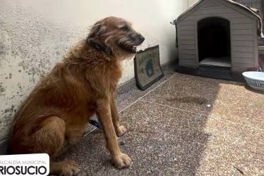 Finalizada la polémica, Barbas ya está en su nuevo hogar en Manizales.