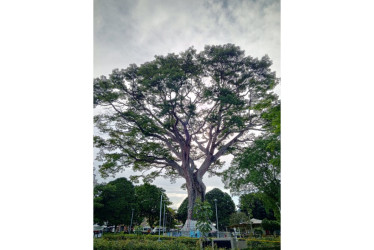  La ceiba en el parque Rafael Uribe Uribe de Victoria (Caldas).