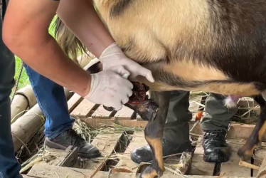 El animal presentaba una herida sin debido tratamiento, lo que deterioró su salud.
