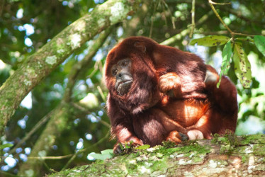 Mono aullador rojo (Alouatta seniculus).