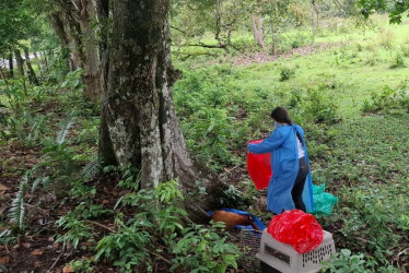 Cortolima realizó la necropsia a ocho cuerpos de primates hallados en municipios del sur Tolima