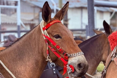 El recorrido comenzó por los caminos de herradura que conectaron a Antioquia con Caldas. 