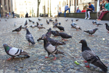 A las afueras de la Catedral Basílica de Manizales es normal ver esta especie de aves. 