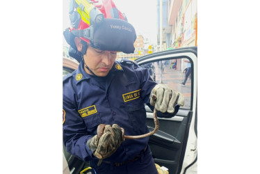 Bomberos de Manizales rescató serpiente caracolera en el barrio Los Agustinos.