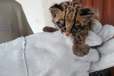 El tigrillo deberá pasar a un proceso de rehabilitación para procurar su liberación en el hábitat natural.