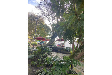 Estos son los árboles que pueden generar peligro para los transeúntes.