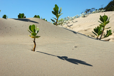 Día Mundial contra la Desertificación