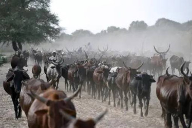 Ganadores junto a sus rebaños cerca del lago Chad. 