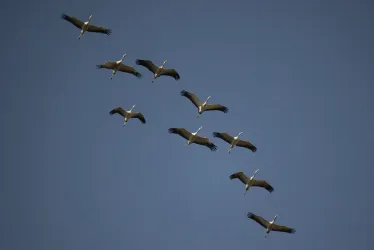 Aves migratorias
