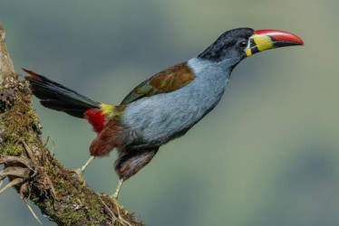 El tucán pechigrís (Andigena hypoglauca).