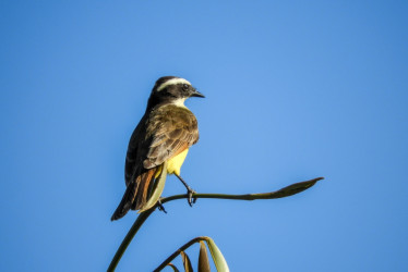 Con 1.560 especies registradas este año, Colombia superó a Perú (1.362) y Brasil (1.240) en el top del Global Big Day.