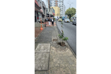 La mata que ubicaron hace pocos días para evitar accidentes.