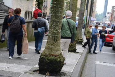Estas son las palmas que la comunidad pide que le presten atención con el propósito de evitar accidentes en un sector tan concurrido de la ciudad. Están en un costado de la Catedral de Manizales.