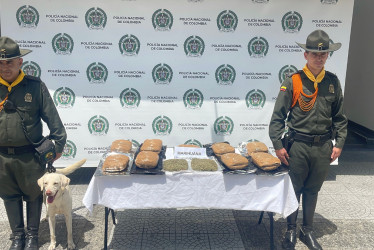 En el más reciente golpe, Axel detectó la droga proveniente de Cali, con destino a Manizales.