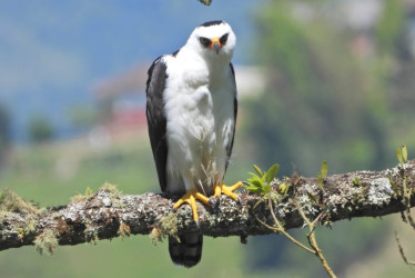 Águila enmascarada o águila blanquinegra (Spizaetus melanoleucus)