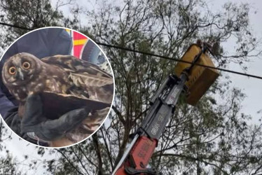 El búho orejudo rescatado en Anserma (Caldas).