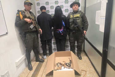 Los capturados habían sedado y ocultado en sus partes íntimas a seis primates recién nacidos con el fin de traficar ilegalmente con ellos hasta República Dominicana