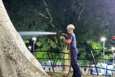 Un individuo vertió un líquido dudoso sobre la ceiba de Victoria (Caldas). Bomberos y policía protegieron el árbol 