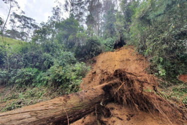 Caída de árbol en Marulanda