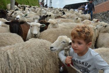 El desfile de ovejas en Marulanda (Caldas), una tradición del Festival de la Lana.