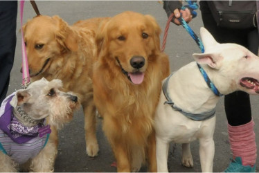 Puede ingresas perros de todas las razas. Si es catalogado como raza peligrosa se recomienda ingresarlo con bozal para evitar accidentes. 