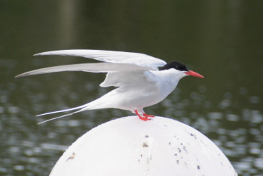 Gaviotín ártico (Sterna paradisaea) en el malecón Cameguadua.