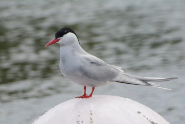  Esta ave costera sorprendió con su llegada al malecón de Cameguadua, en medio de las montañas de Chinchiná (Caldas)
