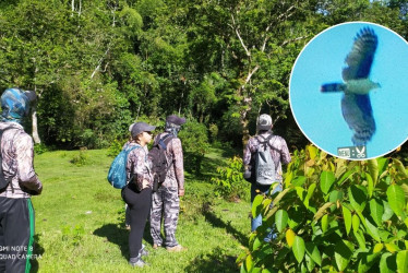 El club de aves Pueblo Nuevo, Melanerpes pulcher, participó en la jornada mundial del conteo de aves, Global Big Day el sábado (10 de mayo). 