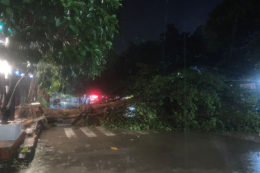 Árbol caído en La Dorada (Caldas) tras fuertes lluvias.