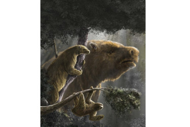 Bradypus tridactylus; a la izquierda, Hapalops elongatus; al fondo, Megatherium americanum.