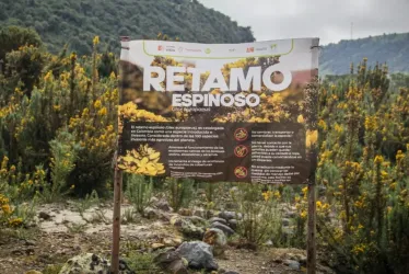El retamo espinoso en la cuenca el río Lagunilla, en la vía Manizales - Murillo.