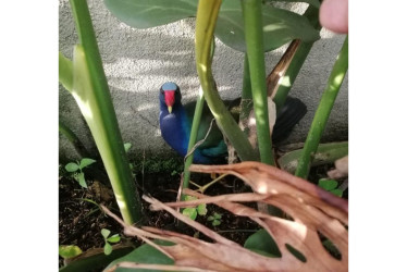 La tingua azul (Orphyrio martinica)