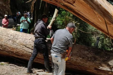 Este domingo (11 de mayo) un árbol de gran tamaño bloqueó el acceso a Marulanda (Caldas).