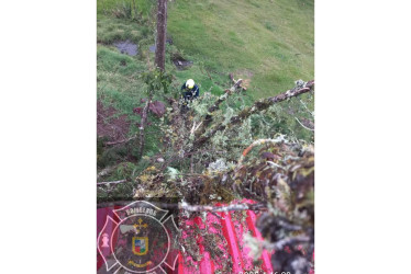 Un árbol se desplomó en el sector La Arenera de Pensilvania a causa de las fuertes lluvias.