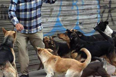 Foto | Tomada de Animalia | LA PATRIA Por el sector de La Roca, en Chinchiná, una jauría de perros peligrosos está atacando a los transeúntes. A una señora la mordieron el viernes pasado. Esté atento a las recomendaciones dadas y evite accidentes.